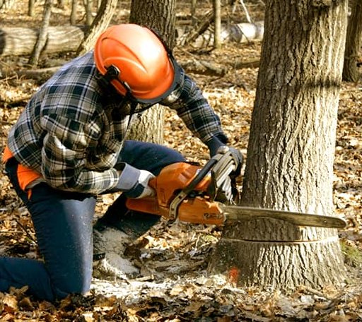 Tree Removal in Cheltenham, MD